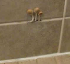 Poznato je preko sto tisuća vrsta plijesni i gljivica